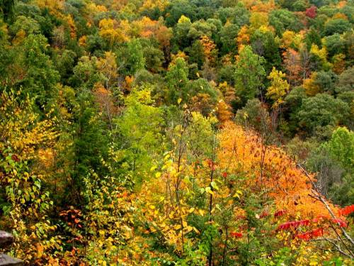 Foliage 7