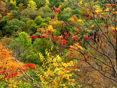 Foliage 8