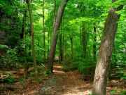 Woods
