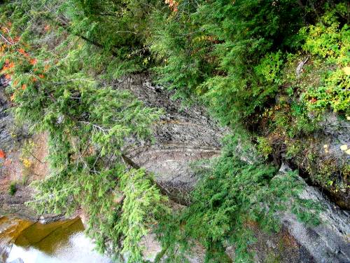 Taughannock Falls - Upper Gorge Tree